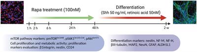 mTOR pathway inhibition alters proliferation as well as differentiation of neural stem cells